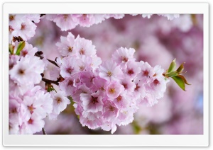 Japanese Cherry Blossom Ultra HD Wallpaper for 4K UHD Widescreen desktop, tablet & smartphone