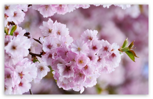 japanese cherry blossom desktop background