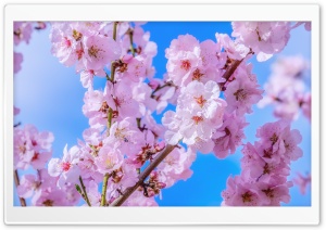 Japanese Cherry Blossom, Blue Sky, Springtime Ultra HD Wallpaper for 4K UHD Widescreen desktop, tablet & smartphone