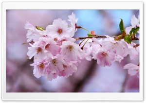 Japanese Cherry Blossom Close-up Ultra HD Wallpaper for 4K UHD Widescreen desktop, tablet & smartphone