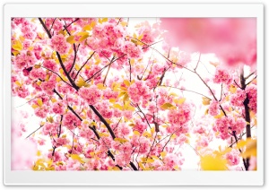Japanese Cherry Blossom Tree Ultra HD Wallpaper for 4K UHD Widescreen desktop, tablet & smartphone