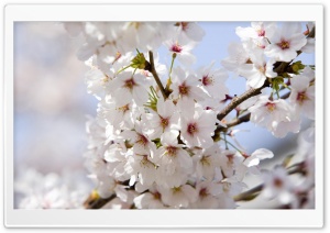 Japanese Cherry Blossoms Ultra HD Wallpaper for 4K UHD Widescreen desktop, tablet & smartphone