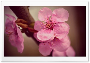 Japanese Cherry Blossoms Macro Ultra HD Wallpaper for 4K UHD Widescreen desktop, tablet & smartphone