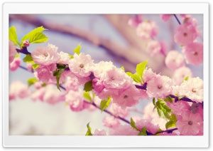 Japanese Cherry Tree Ultra HD Wallpaper for 4K UHD Widescreen desktop, tablet & smartphone