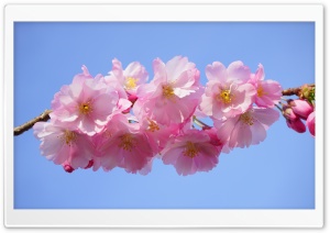 Japanese Cherry Tree Blossoms Ultra HD Wallpaper for 4K UHD Widescreen desktop, tablet & smartphone