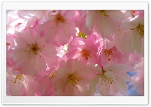 Japanese Cherry Trees Ultra HD Wallpaper for 4K UHD Widescreen desktop, tablet & smartphone