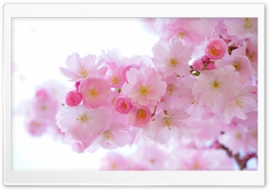 Japanese Cherry Trees in Bloom Ultra HD Wallpaper for 4K UHD Widescreen desktop, tablet & smartphone