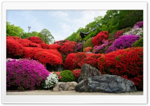 Japanese Garden, Azaleas, Flowers, Japan, Spring, Tougakuin Temple 4K UHD Wallpaper for Widescreen and UltraWide Desktop, UltraHD TV, Smartphone, Tablet