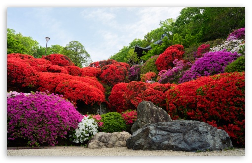 Japanese Garden, Azaleas, Flowers, Japan, Spring, Tougakuin Temple UltraHD Wallpaper for UHD 16:9 ; HD 16:9 ; UltraWide 21:9 24:10 ; Widescreen 16:10 5:3 ; Fullscreen 4:3 5:4 3:2 ; Tablet 1:1 ; Dual 4:3 5:4 ;