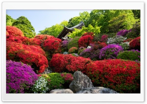 Japanese Garden, Tougakuin Temple, Azaleas, Flowers, Japan 4K UHD Wallpaper for Widescreen and UltraWide Desktop, UltraHD TV, Smartphone, Tablet