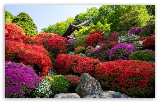 Japanese Garden, Tougakuin Temple, Azaleas, Flowers, Japan UltraHD Wallpaper for UHD 16:9 ; HD 16:9 ; UltraWide 21:9 24:10 32:9 32:10 ; Widescreen 16:10 5:3 ; Fullscreen 4:3 5:4 3:2 ; Tablet 1:1 ; Mobile 9:16 9:19.5 9:20 9:21 9:22 10:16 2:3 3:5 3:4 ; Dual 16:10 5:3 16:9 4:3 5:4 3:2 ;