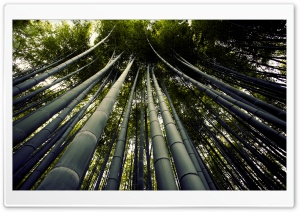 Japanese Giant Bamboo Ultra HD Wallpaper for 4K UHD Widescreen desktop, tablet & smartphone