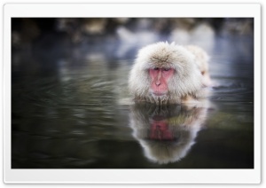 Japanese Macaques, Nagano, Japan Ultra HD Wallpaper for 4K UHD Widescreen desktop, tablet & smartphone