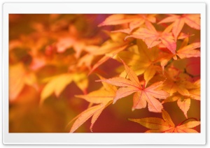 Japanese Maple Ultra HD Wallpaper for 4K UHD Widescreen desktop, tablet & smartphone