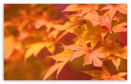 Japanese Maple UltraHD Wallpaper for Wide 16:10 5:3 Widescreen WHXGA WQXGA WUXGA WXGA WGA ; 8K UHD TV 16:9 Ultra High Definition 2160p 1440p 1080p 900p 720p ; Standard 4:3 5:4 3:2 Fullscreen UXGA XGA SVGA QSXGA SXGA DVGA HVGA HQVGA ( Apple PowerBook G4 iPhone 4 3G 3GS iPod Touch ) ; Tablet 1:1 ; iPad 1/2/Mini ; Mobile 4:3 5:3 3:2 16:9 5:4 - UXGA XGA SVGA WGA DVGA HVGA HQVGA ( Apple PowerBook G4 iPhone 4 3G 3GS iPod Touch ) 2160p 1440p 1080p 900p 720p QSXGA SXGA ;