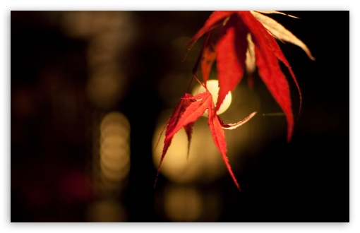 Japanese Maple Bokeh UltraHD Wallpaper for HD 16:9 ; Widescreen 16:10 5:3 ; Fullscreen 4:3 5:4 3:2 ; Tablet 1:1 ;