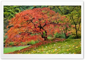 Japanese Maple In Fall, Portland, Oregon Ultra HD Wallpaper for 4K UHD Widescreen desktop, tablet & smartphone