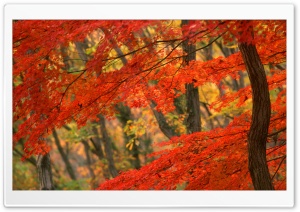 Japanese Maple, Japan Ultra HD Wallpaper for 4K UHD Widescreen desktop, tablet & smartphone