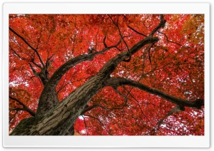 Japanese Maple, Late Autumn Scene Ultra HD Wallpaper for 4K UHD Widescreen desktop, tablet & smartphone