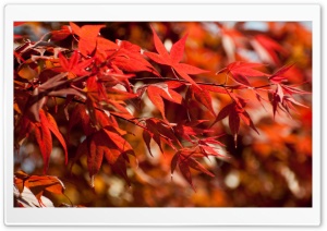 Japanese Maple Leaves Ultra HD Wallpaper for 4K UHD Widescreen desktop, tablet & smartphone