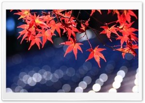 Japanese Maple Leaves Bokeh Ultra HD Wallpaper for 4K UHD Widescreen desktop, tablet & smartphone