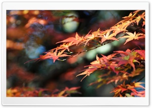 Japanese Maple Leaves, Fall Colors Ultra HD Wallpaper for 4K UHD Widescreen desktop, tablet & smartphone