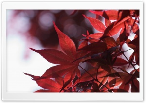 Japanese Maple Leaves Spring Ultra HD Wallpaper for 4K UHD Widescreen desktop, tablet & smartphone