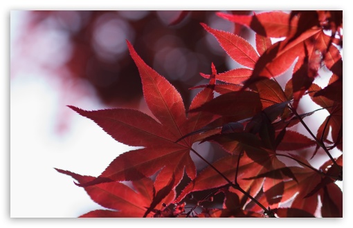 Japanese Maple Leaves Spring UltraHD Wallpaper for UHD 16:9 ; HD 16:9 ; Widescreen 16:10 5:3 ; Fullscreen 4:3 5:4 3:2 ; Tablet 1:1 ;