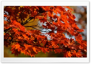 Japanese Maple Tree Ultra HD Wallpaper for 4K UHD Widescreen desktop, tablet & smartphone