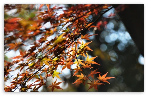 Japanese Maple Tree Bokeh UltraHD Wallpaper for 8K UHD TV 16:9 Ultra High Definition 2160p 1440p 1080p 900p 720p ; Widescreen 16:10 5:3 WHXGA WQXGA WUXGA WXGA WGA ; Fullscreen 4:3 5:4 3:2 UXGA XGA SVGA QSXGA SXGA DVGA HVGA HQVGA ( Apple PowerBook G4 iPhone 4 3G 3GS iPod Touch ) ;