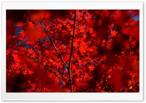 Japanese Maple Tree with Red Leaves, Autumn 4K UHD Wallpaper for Widescreen and UltraWide Desktop, UltraHD TV, Smartphone, Tablet