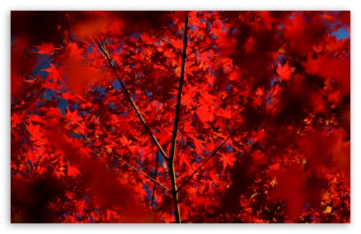 Japanese Maple Tree with Red Leaves, Autumn 4K UHD Wallpaper for Widescreen and UltraWide Desktop, UltraHD TV, Smartphone, Tablet Japanese Maple Tree with Red Leaves, Autumn UltraHD Wallpaper for UHD 16:9 ; HD 16:9 ; UltraWide 21:9 24:10 32:9 32:10 ; Widescreen 16:10 5:3 ; Fullscreen 4:3 5:4 3:2 ; Tablet 1:1 ; Mobile 9:16 9:19.5 9:20 9:21 9:22 10:16 2:3 3:5 3:4 ; Dual 16:10 5:3 16:9 4:3 5:4 3:2 ;