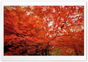 Japanese Maple Trees Ultra HD Wallpaper for 4K UHD Widescreen desktop, tablet & smartphone