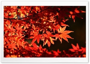 Japanese Maple Trees, Autumn Ultra HD Wallpaper for 4K UHD Widescreen desktop, tablet & smartphone