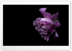 Japanese Rose Silent Love in Bloom 4K UHD Wallpaper for Widescreen and UltraWide Desktop, UltraHD TV, Smartphone, Tablet