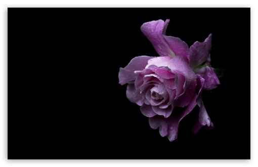 Japanese Rose Silent Love in Bloom 4K UHD Wallpaper for Widescreen and UltraWide Desktop, UltraHD TV, Smartphone, Tablet Japanese Rose Silent Love in Bloom UltraHD Wallpaper for UHD 16:9 ; HD 16:9 ; UltraWide 21:9 24:10 32:9 32:10 ; Widescreen 16:10 5:3 ; Fullscreen 4:3 5:4 3:2 ; Tablet 1:1 ; Mobile 9:16 9:19.5 9:20 9:21 9:22 10:16 2:3 3:5 3:4 ; Dual 16:10 5:3 16:9 4:3 5:4 3:2 ;