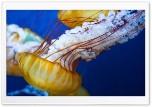 Japanese Sea Nettle Ultra HD Wallpaper for 4K UHD Widescreen desktop, tablet & smartphone