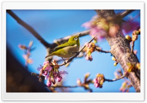 Japanese White Eye Bird Ultra HD Wallpaper for 4K UHD Widescreen desktop, tablet & smartphone