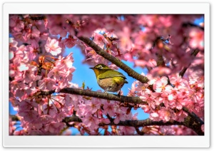Japanese White Eye Hiding In Sakura Ultra HD Wallpaper for 4K UHD Widescreen desktop, tablet & smartphone