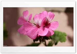Jaraiban Flower Ultra HD Wallpaper for 4K UHD Widescreen desktop, tablet & smartphone