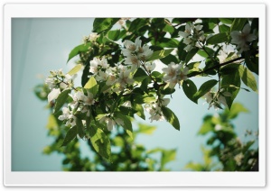 Jasmine Flowers Ultra HD Wallpaper for 4K UHD Widescreen desktop, tablet & smartphone