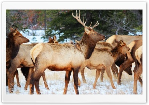 Jasper National Park Wildlife Ultra HD Wallpaper for 4K UHD Widescreen desktop, tablet & smartphone