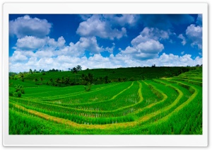 Jatiluwih Rice Terrace Panoramic Landscape, Bali, Indonesia 4K UHD Wallpaper for Widescreen and UltraWide Desktop, UltraHD TV, Smartphone, Tablet