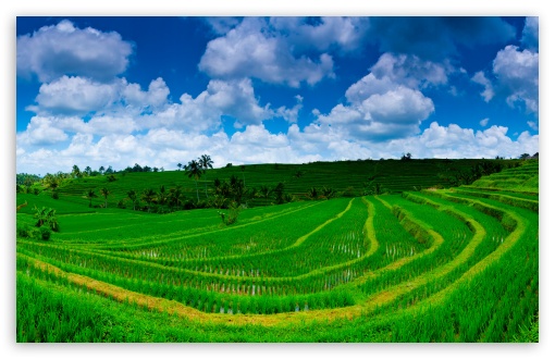 Jatiluwih Rice Terrace Panoramic Landscape, Bali, Indonesia UltraHD Wallpaper for UHD 16:9 ; HD 16:9 ; UltraWide 21:9 24:10 32:9 32:10 ; Widescreen 16:10 5:3 ; Fullscreen 4:3 5:4 3:2 ; Tablet 1:1 ; Mobile 9:16 9:19.5 9:20 9:21 9:22 10:16 2:3 3:5 3:4 ; Dual 16:10 5:3 16:9 4:3 5:4 3:2 ; Triple 16:10 5:3 16:9 4:3 5:4 3:2 ;