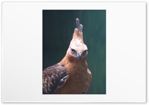 Java Eagle Indonesia 4K UHD Wallpaper for Widescreen and UltraWide Desktop, UltraHD TV, Smartphone, Tablet