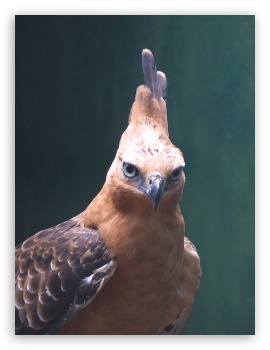 Java Eagle Indonesia UltraHD Wallpaper for Mobile 3:4 ;