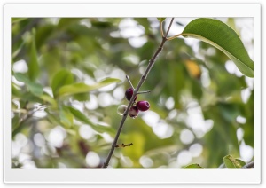 Java Plum Ultra HD Wallpaper for 4K UHD Widescreen desktop, tablet & smartphone