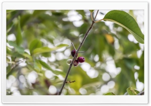 Java Plum Ultra HD Wallpaper for 4K UHD Widescreen Desktop, Lockscreen, Screensaver, TV, Tablet, Smartphone