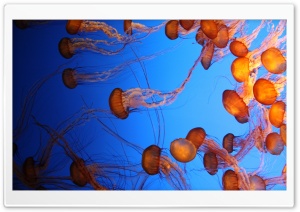 Jelly Ultra HD Wallpaper for 4K UHD Widescreen desktop, tablet & smartphone