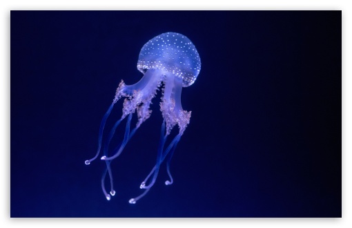 Jelly Fish Floating in Silence, Macro UltraHD Wallpaper for UHD 16:9 ; HD 16:9 ; UltraWide 21:9 24:10 ; Widescreen 16:10 5:3 ; Fullscreen 4:3 5:4 3:2 ; Tablet 1:1 ; Mobile 9:16 9:19.5 9:20 9:21 9:22 10:16 2:3 3:5 3:4 ;
